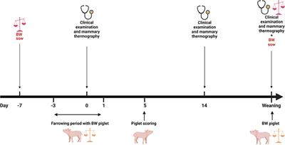 Characteristics of thermal images of the mammary gland and of performance in sows differing in health status and parity